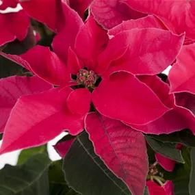 Euphorbia Princettia