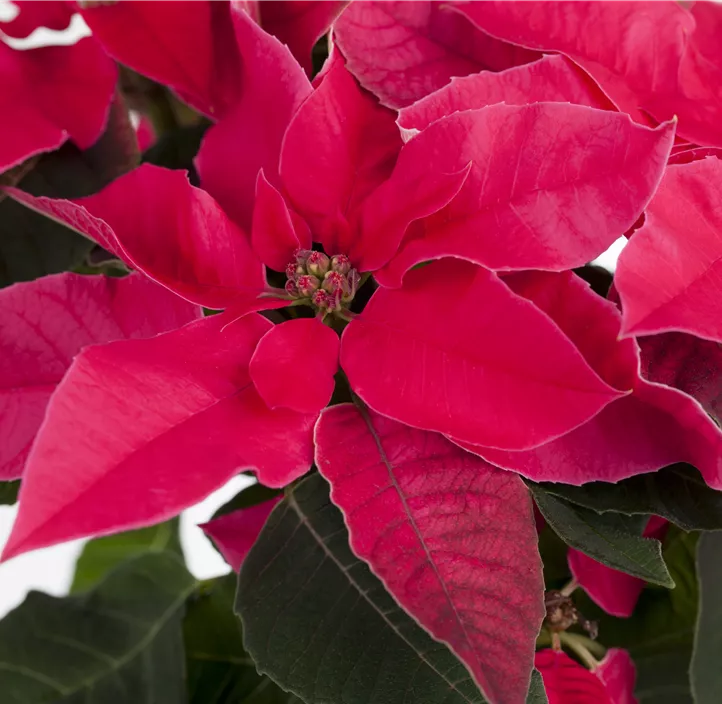 Herbststern 'Princettia®'