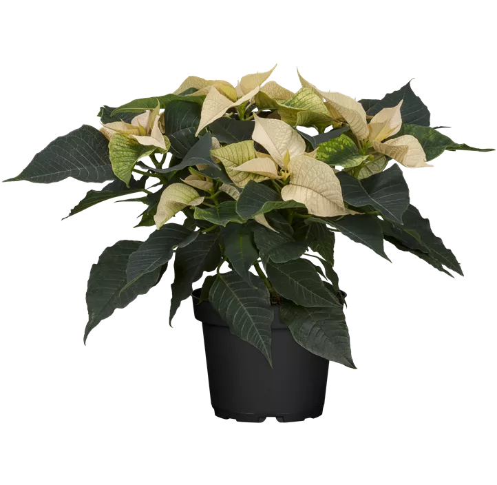 Weihnachtsstern, 5-blütig