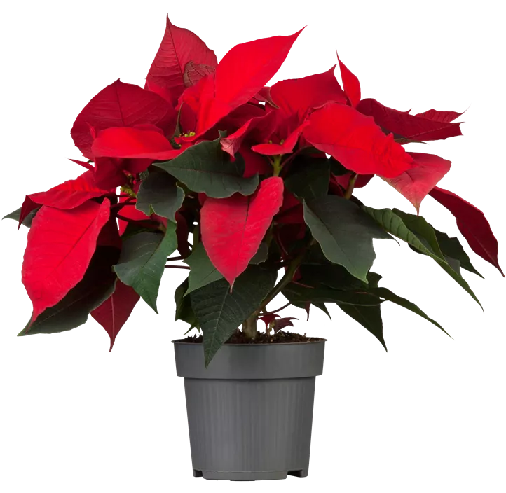 Weihnachtsstern, 5-blütig