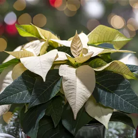 Euphorbia pulcherrima