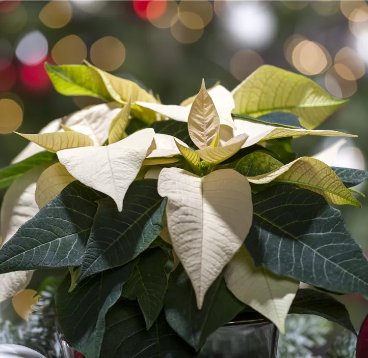 Weihnachtsstern, 5-blütig