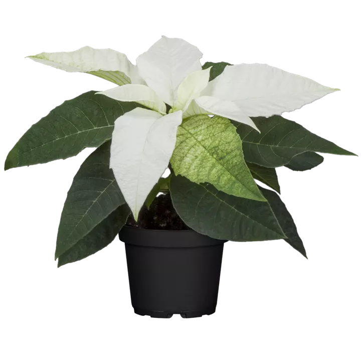 Weihnachtsstern, 1-blütig