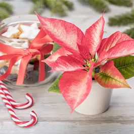 Euphorbia pulcherrima Euphorbia pulcherrima