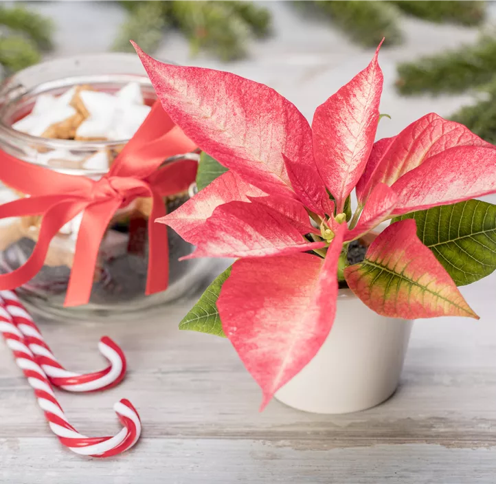 Weihnachtsstern, 1-blütig