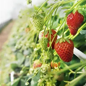 Fragaria ananassa Wandhänger