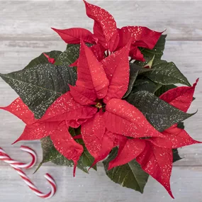 Euphorbia pulcherrima 1-stieler geglittert