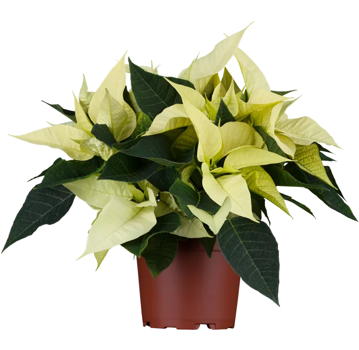 Weihnachtsstern, weiß