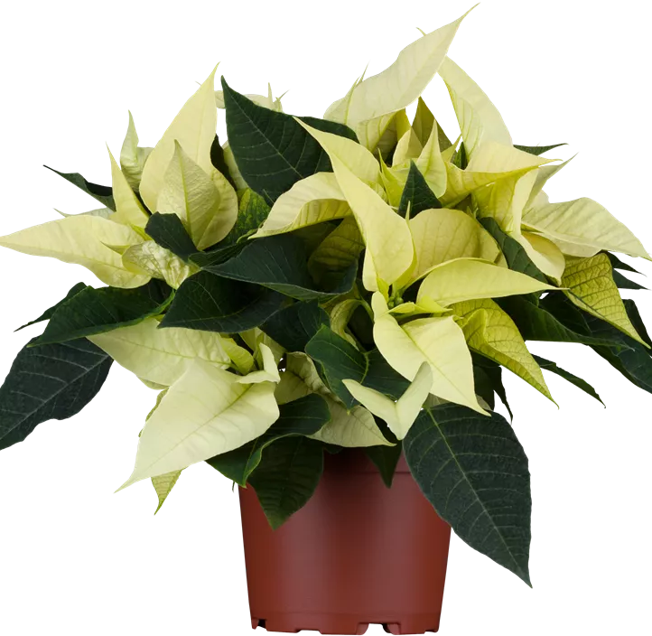 Weihnachtsstern, 4-6-blütig