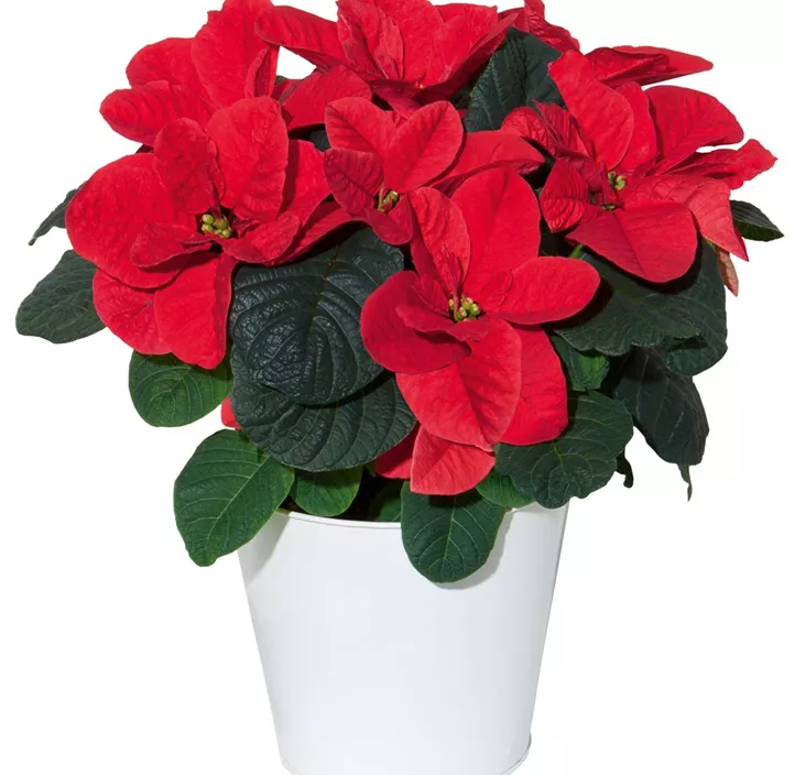 Weihnachtsstern 'Christmas Mouse'®