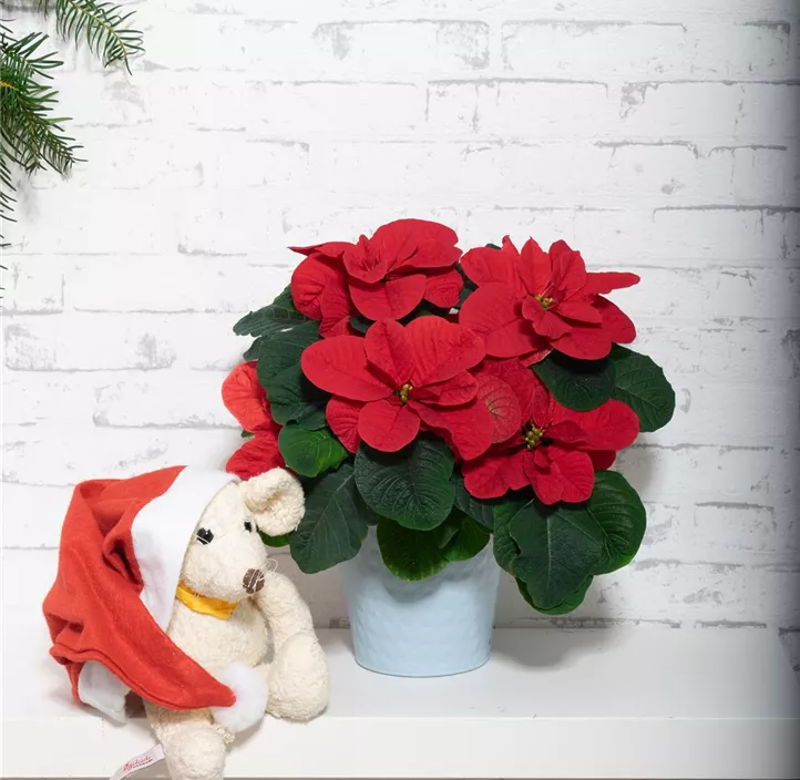 Weihnachtsstern 'Christmas Mouse'®