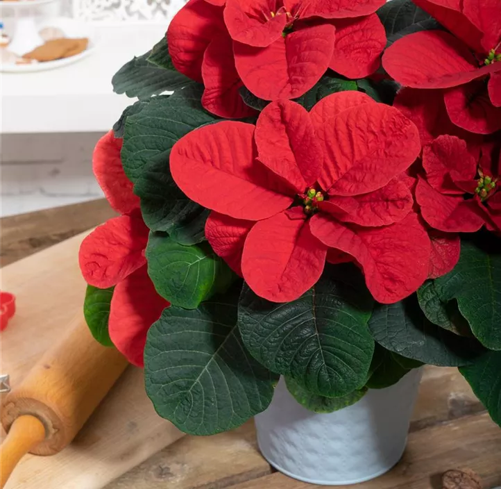 Weihnachtsstern 'Christmas Mouse'®