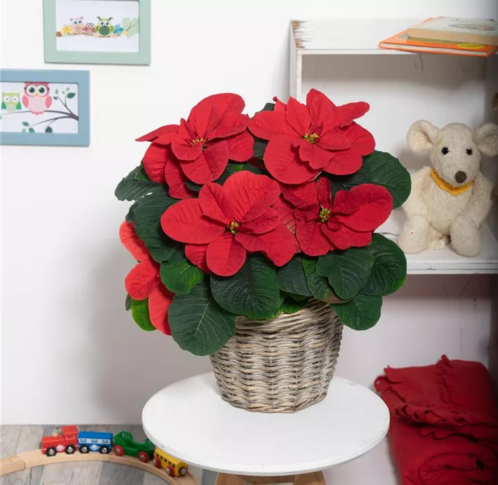 Weihnachtsstern 'Christmas Mouse'®