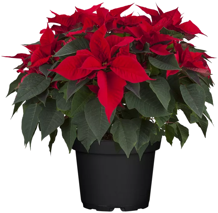 Weihnachtsstern, 4-6-blütig