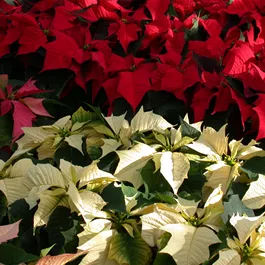 Euphorbia pulcherrima Euphorbia pulcherrima