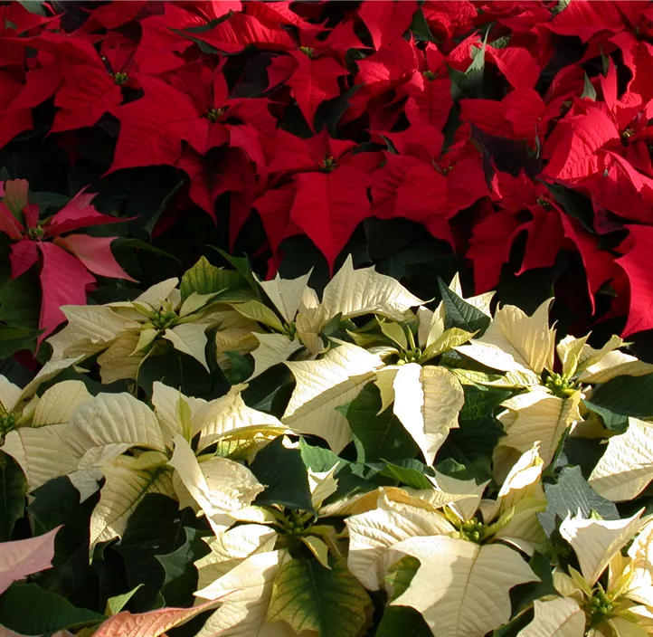 Weihnachtsstern, 4-6-blütig