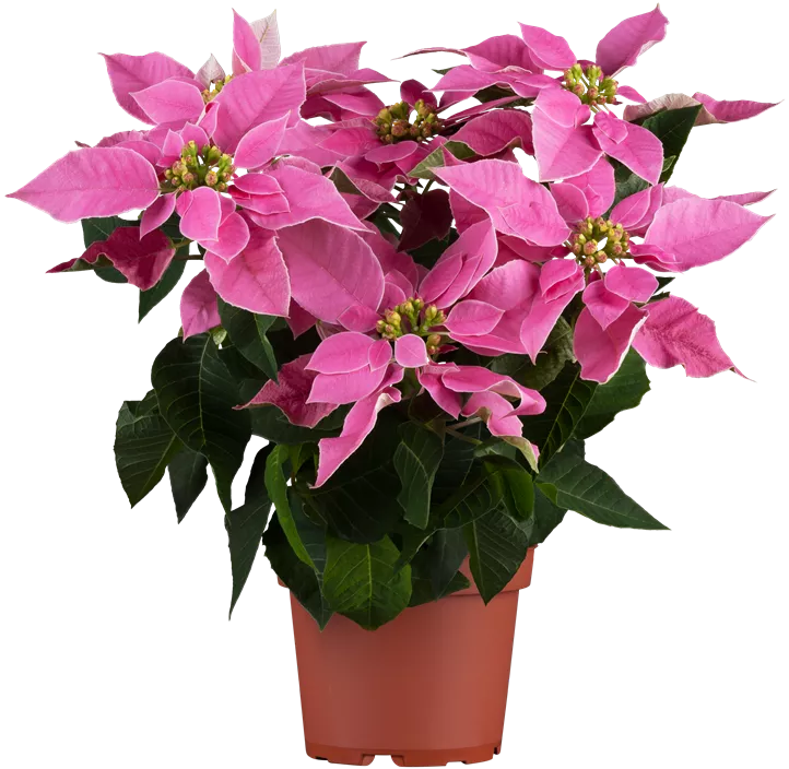 Weihnachtsstern, 4-6-blütig