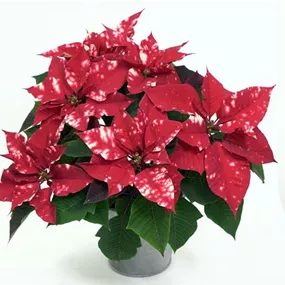 Euphorbia pulcherrima Fantasy Star