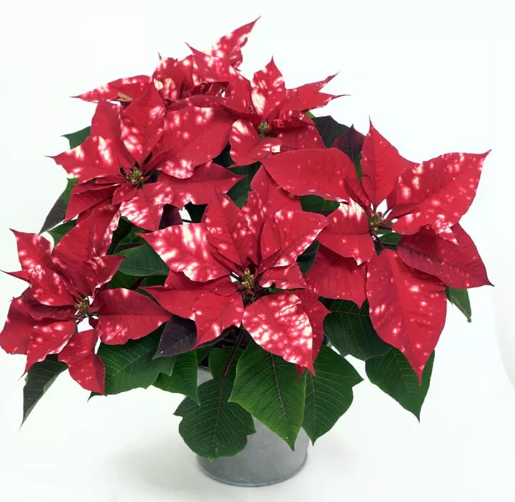 Weihnachtsstern 'Fantasy Star'®