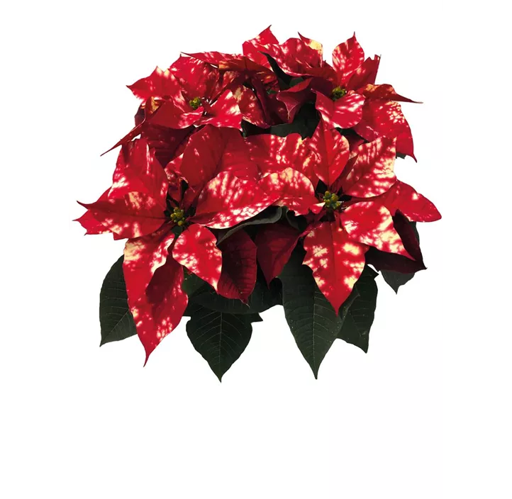 Weihnachtsstern 'Fantasy Star'®