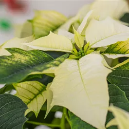 Euphorbia pulcherrima Euphorbia pulcherrima