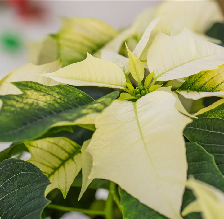 Weihnachtsstern, weiß