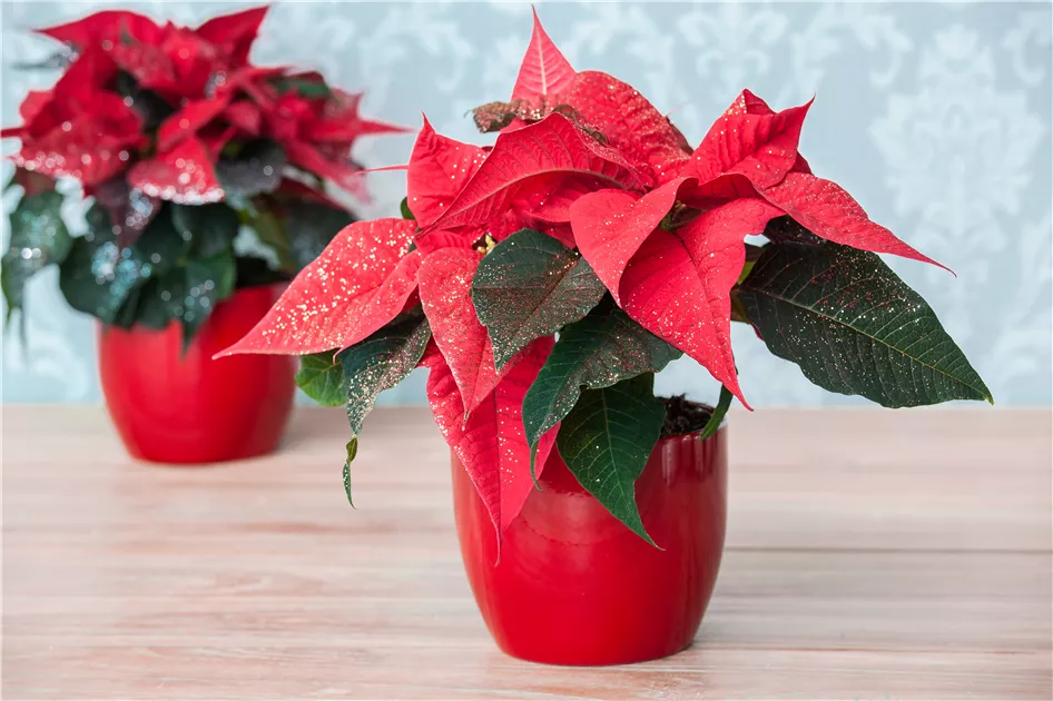Euphorbia pulcherrima geglittert mini, Weihnachtsstern - Bellaflora