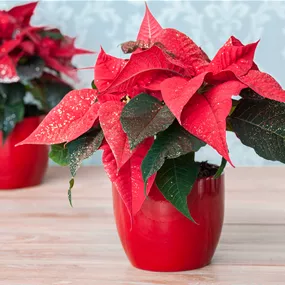 Euphorbia pulcherrima geglittert mini