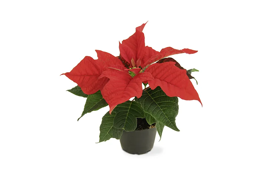 Euphorbia pulcherrima mini, Weihnachtsstern