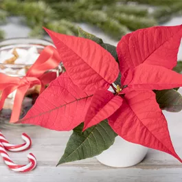 Euphorbia pulcherrima mini Euphorbia pulcherrima mini