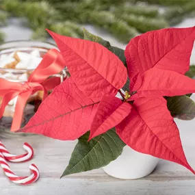 Euphorbia pulcherrima mini