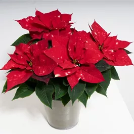 Euphorbia pulcherrima Sky Star Euphorbia pulcherrima Sky Star