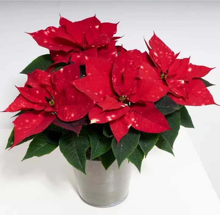 Weihnachtsstern 'SkyStar'®