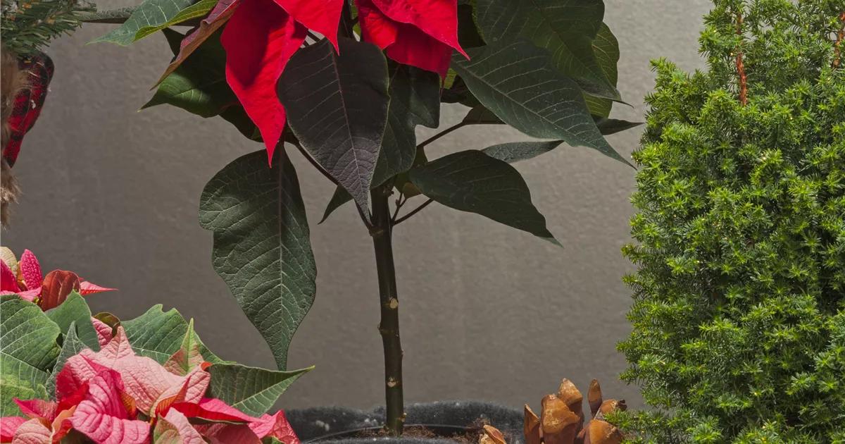Euphorbia pulcherrima Stamm, Weihnachtsstern - Bellaflora