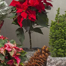 Euphorbia pulcherrima Stamm Euphorbia pulcherrima Stamm