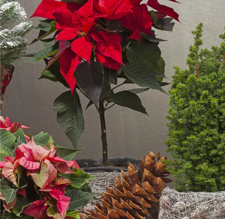 Weihnachtsstern Weihnachtsstern