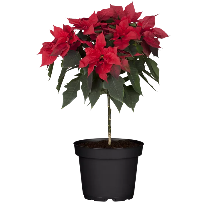 Weihnachtsstern Weihnachtsstern