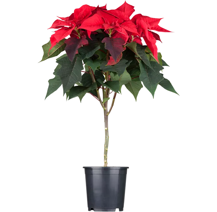 Weihnachtsstern Weihnachtsstern