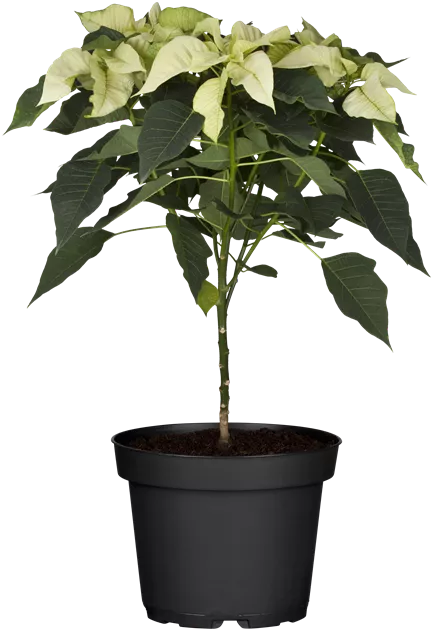 standleyana variegata Variegated Monstera Standleyana Rare Plant (Monstera Standleyana Variegata)  – Jungle Relics main image 1