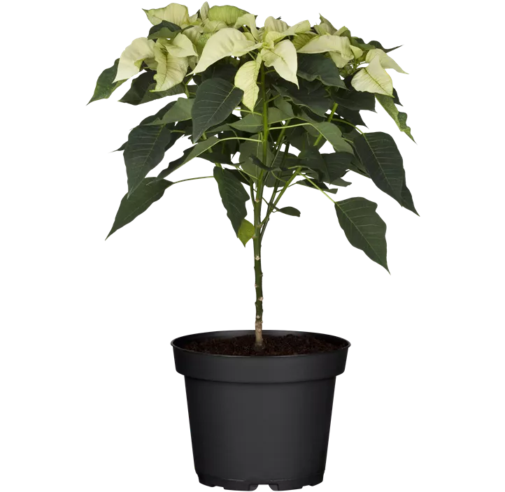 Weihnachtsstern Weihnachtsstern