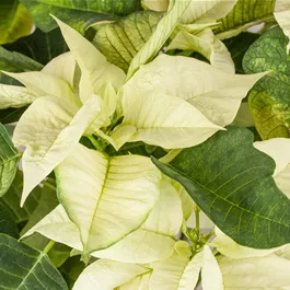 Euphrobia plucherrima Busch extra