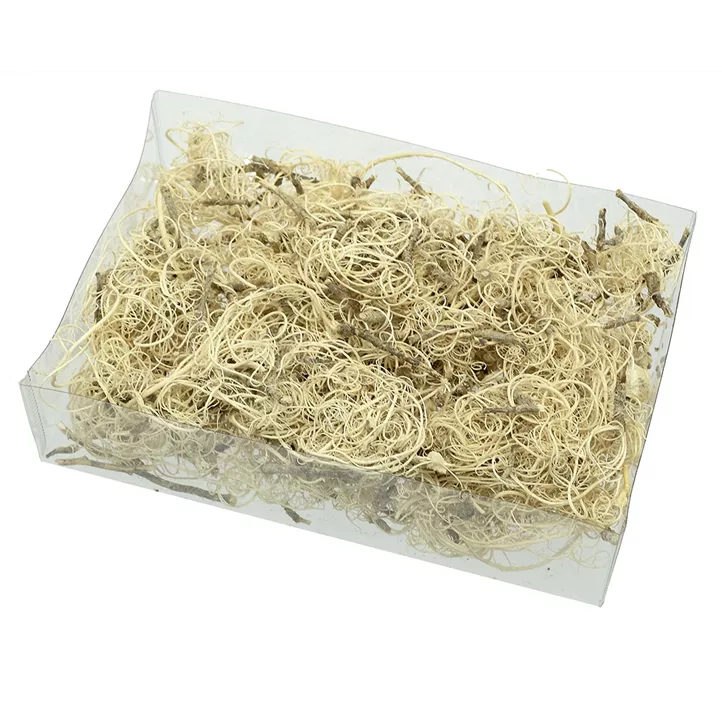 Moos Curly Moos Curly