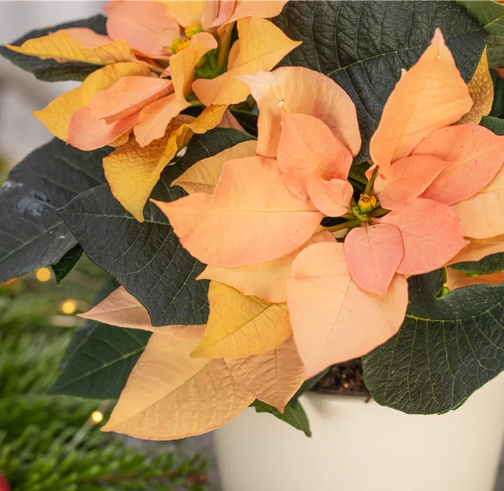 Weihnachtsstern 'Autumn Leaves'