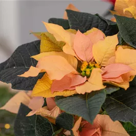 Poinsettia Autumn Leaves Poinsettia Autumn Leaves