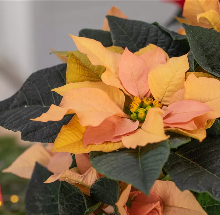 Weihnachtsstern 'Autumn Leaves'