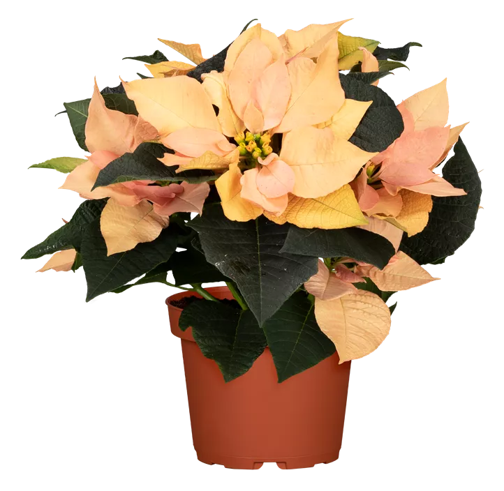 Weihnachtsstern 'Autumn Leaves'