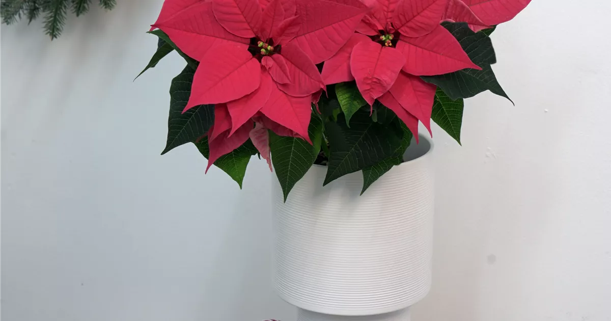 buntblatt zimmerpflanze Caladium 'Spring Fling' | Buntwurz main image 1