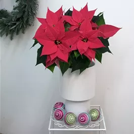 Poinsettia Christmas Night Hot Pink Poinsettia Christmas Night Hot Pink