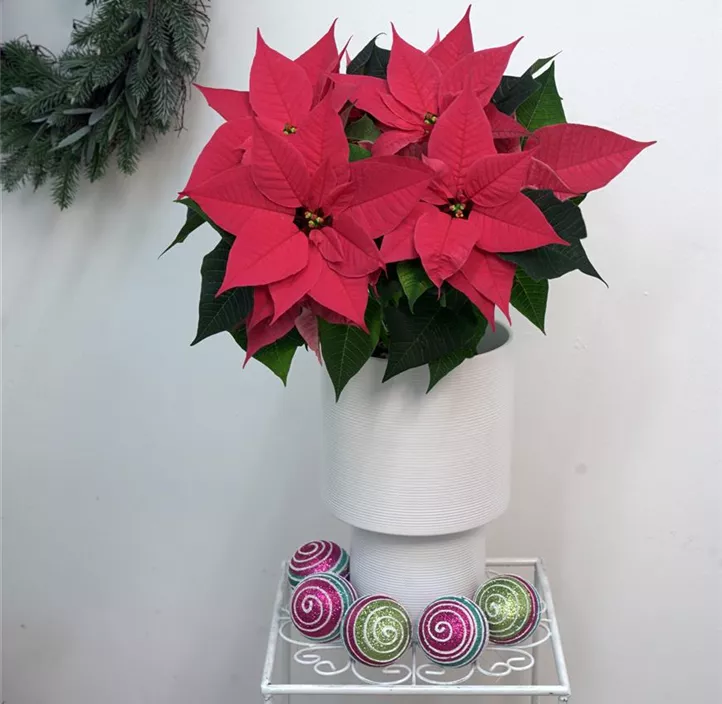 Weihnachtsstern 'Christmas Night Hot Pink'