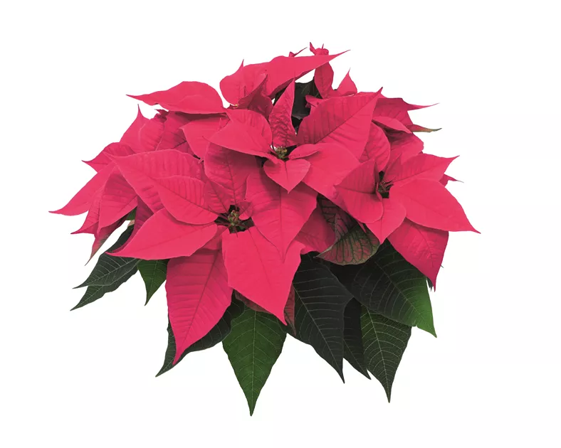 Poinsettia Christmas Night Hot Pink, Weihnachtsstern 'Christmas Night Hot  Pink' - Bellaflora